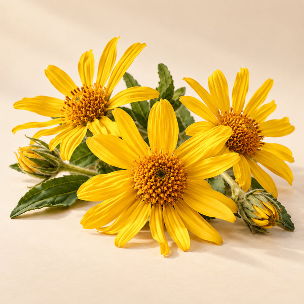 Arnica Montana