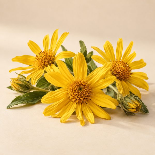 Arnica Montana