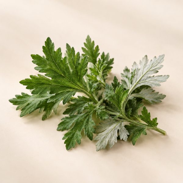 Mugwort Leaf Oil
